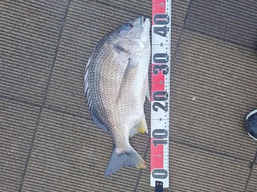 キビレの釣果