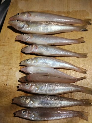 キスの釣果