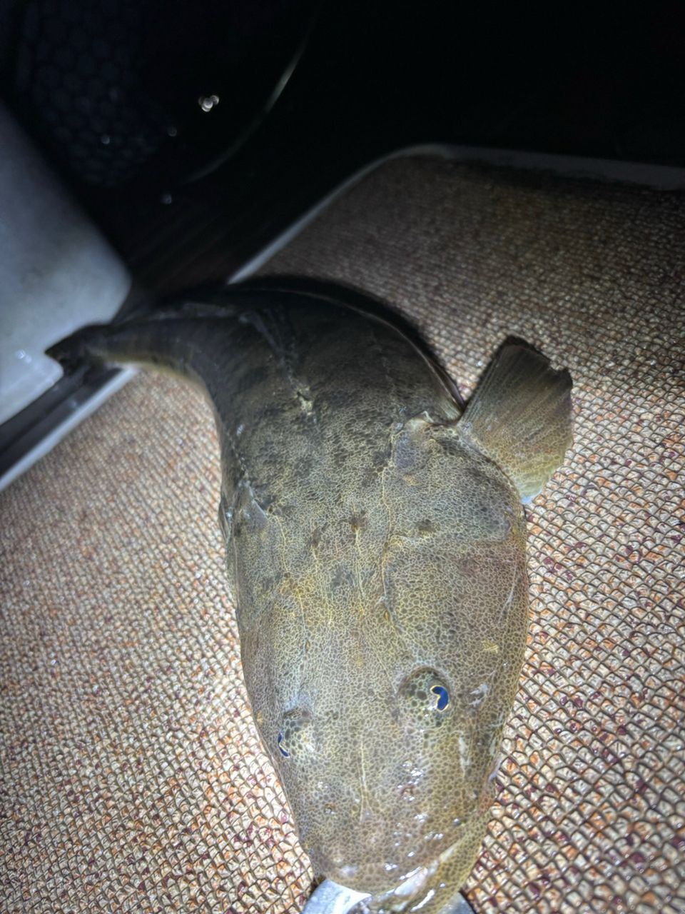 johnny_bさんの釣果 1枚目の画像