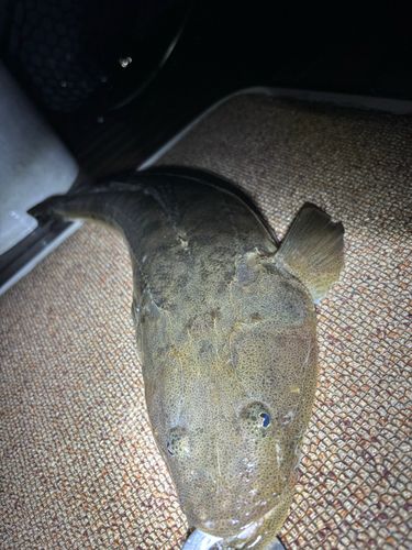 マゴチの釣果