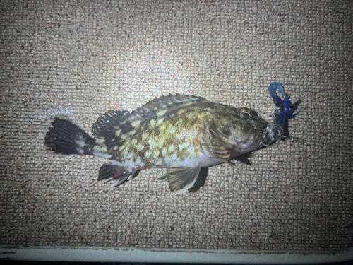 カサゴの釣果
