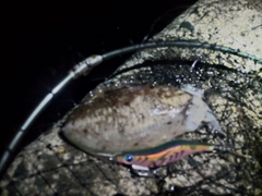 コウイカの釣果