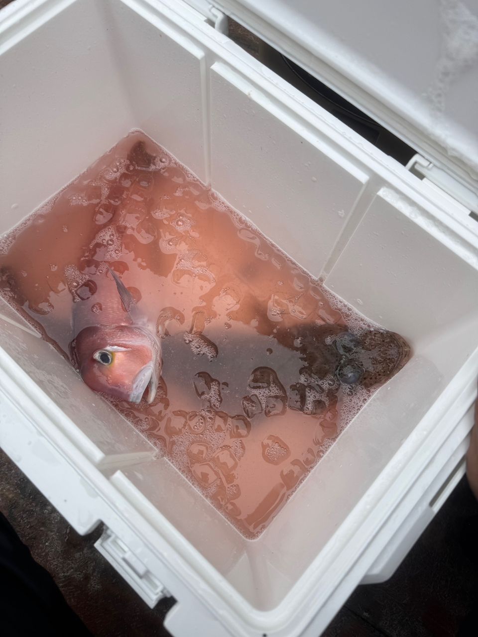 小松俊介さんの釣果 1枚目の画像