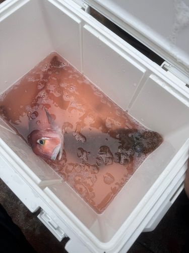 アカアマダイの釣果
