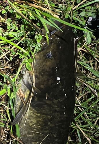 ナマズの釣果
