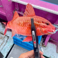 ホウライヒメジの釣果