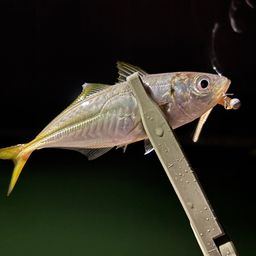 アジ