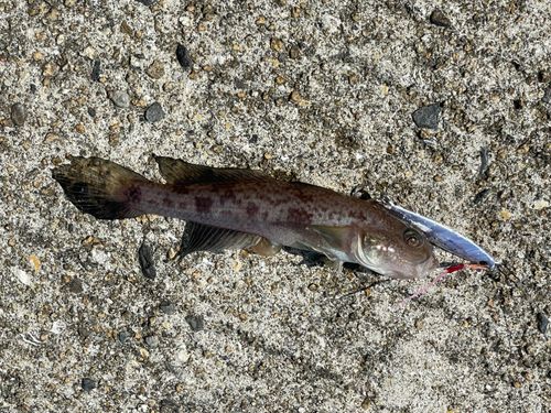 アカハゼの釣果