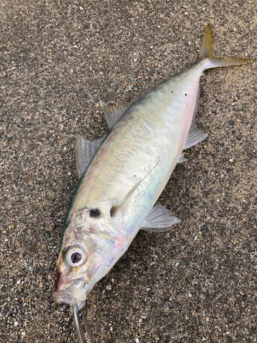 マルアジの釣果