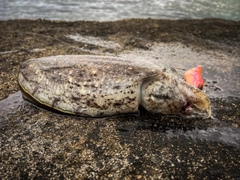 コウイカの釣果