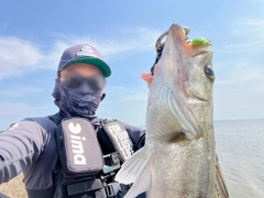 セイゴ（タイリクスズキ）の釣果