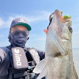 セイゴ（タイリクスズキ）