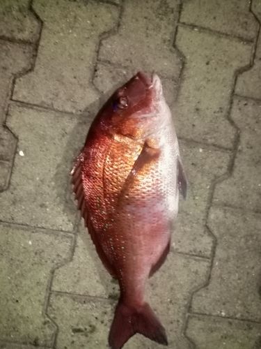 タイの釣果