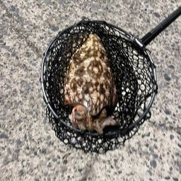コウイカ