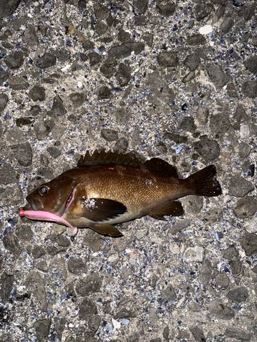 ガヤの釣果