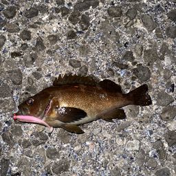 ガヤ