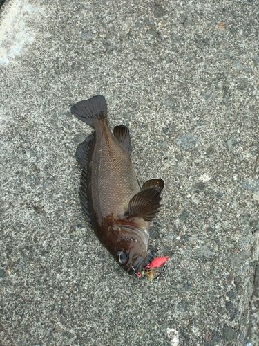 エゾメバルの釣果