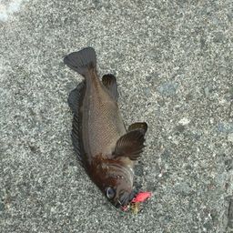エゾメバル