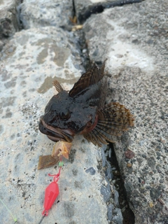 カジカの釣果