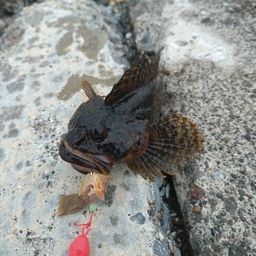 カジカ