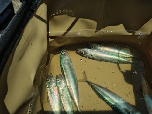 サバの釣果
