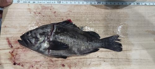 ソイの釣果