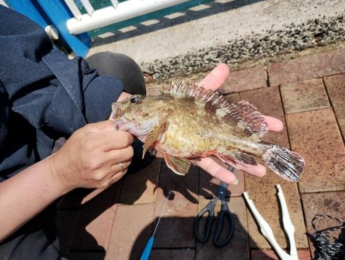 シュモクザメの釣果