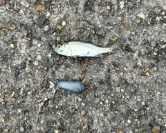 セイゴ（ヒラスズキ）の釣果