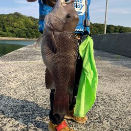 コブダイ