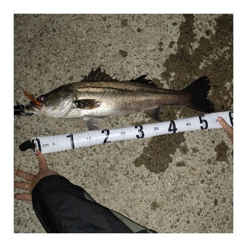 シーバスの釣果