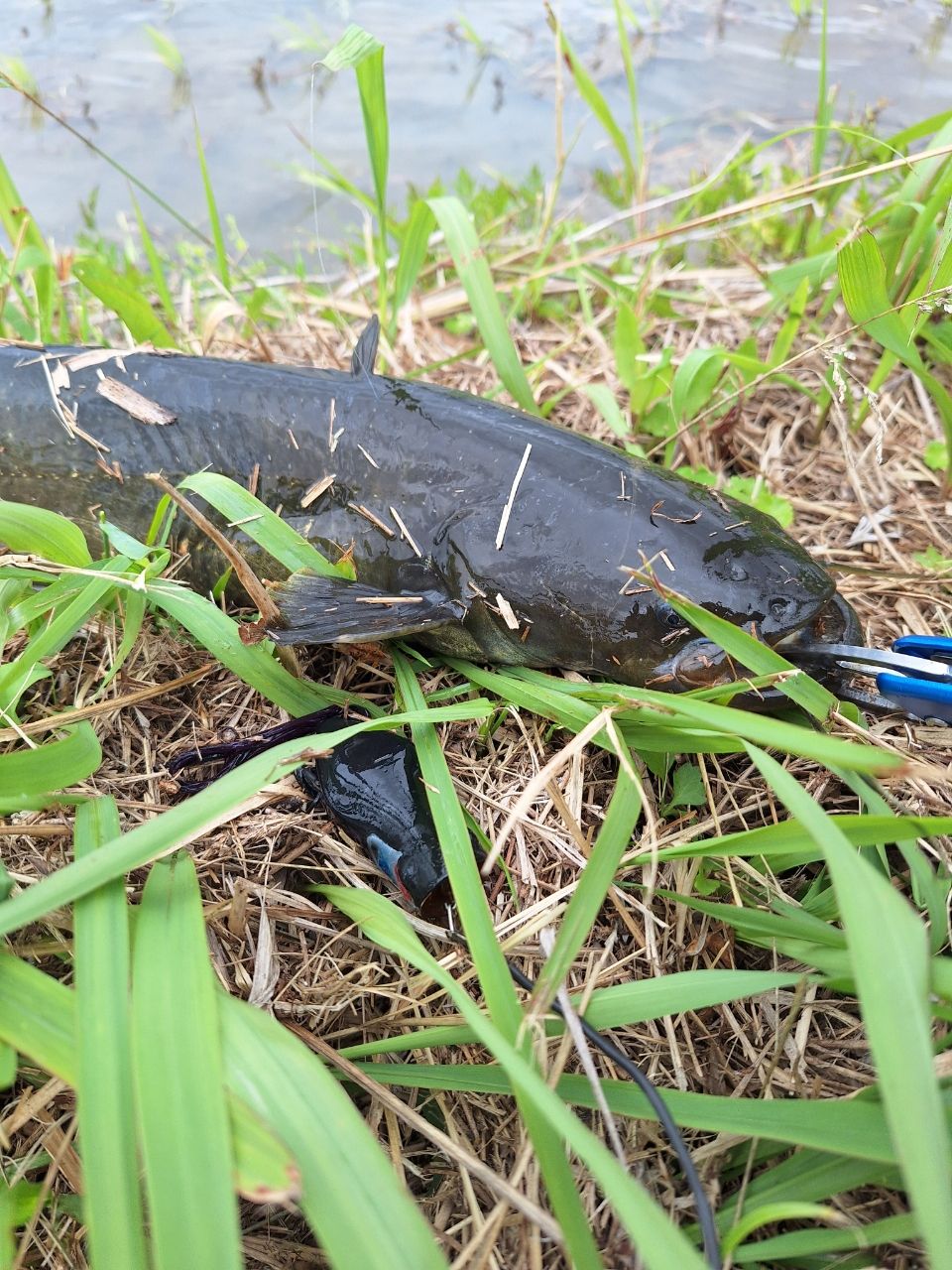 マナマズ