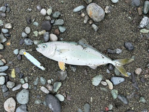 ワカシの釣果