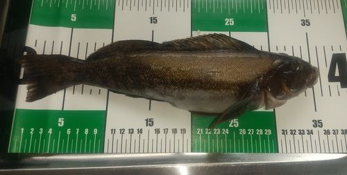 アイナメの釣果