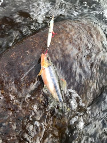カワムツの釣果