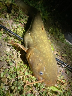 ナマズの釣果