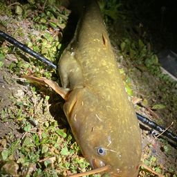 ナマズ