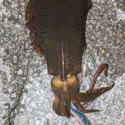グレ