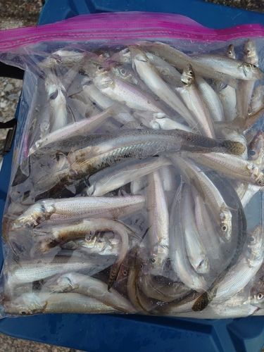 シロギスの釣果