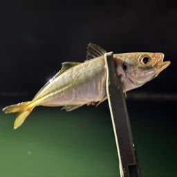 アジ