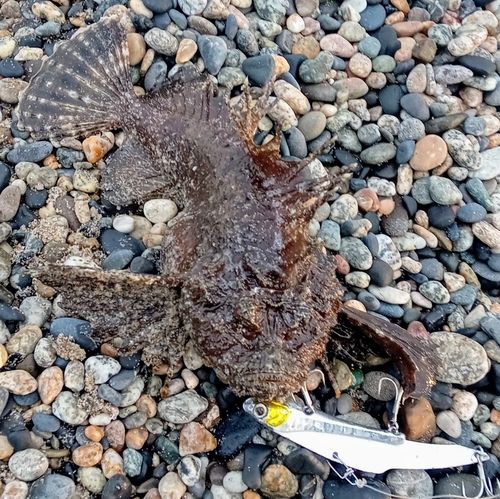 オニオコゼの釣果