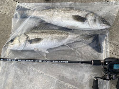 シーバスの釣果