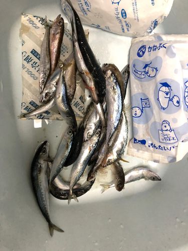 サバの釣果