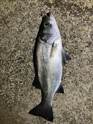 ヒラスズキの釣果