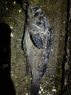 クロソイの釣果