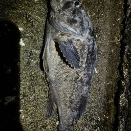 クロソイ
