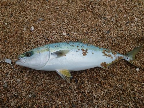 ヤズの釣果