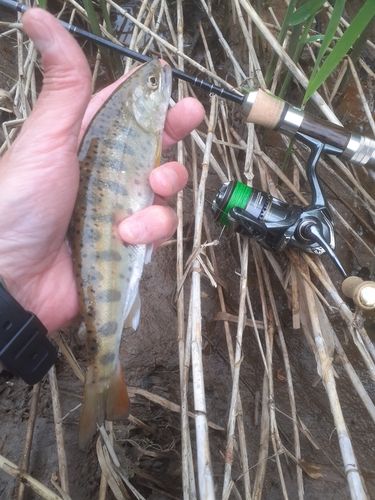 ヤマメの釣果