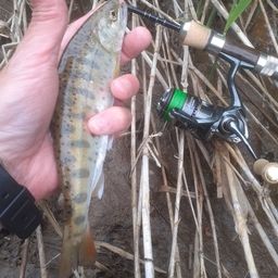ヤマメ