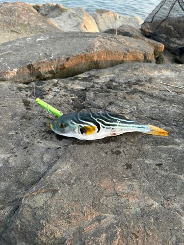 シマフグの釣果