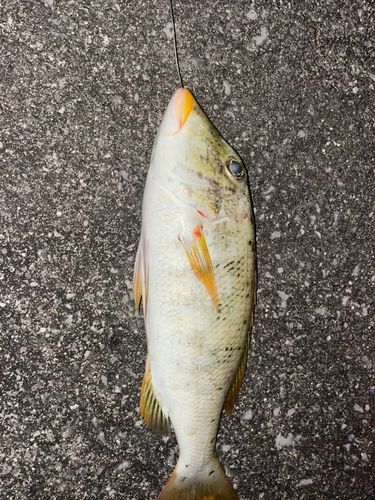 ムネアカクチビの釣果